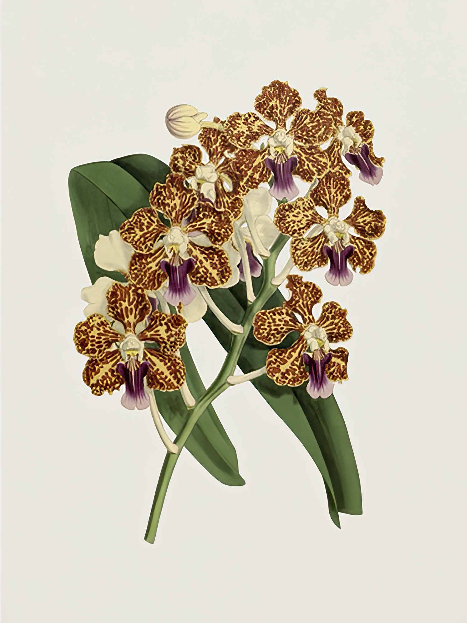 Vanda Tricolor