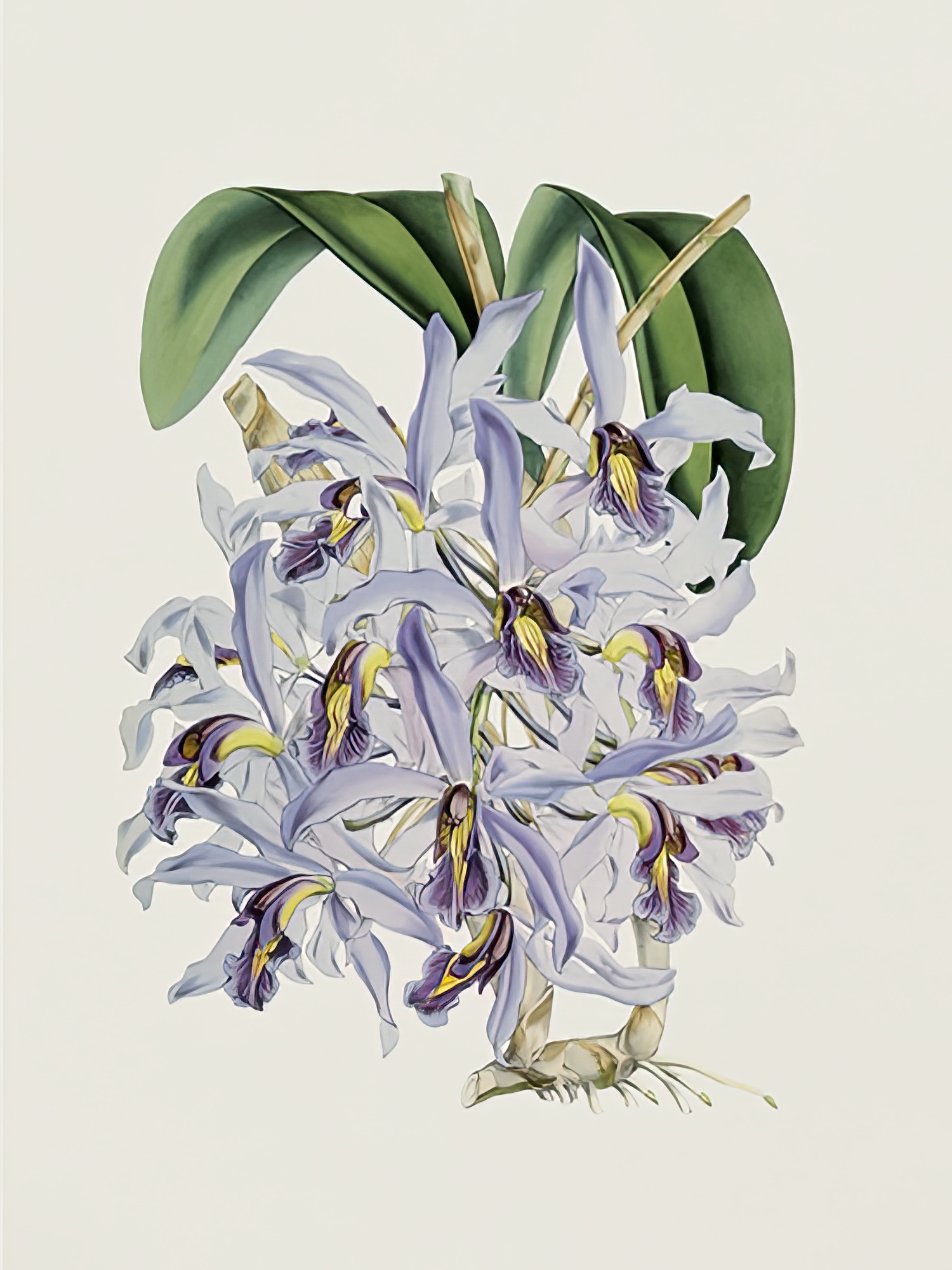 Laelia Superbiens