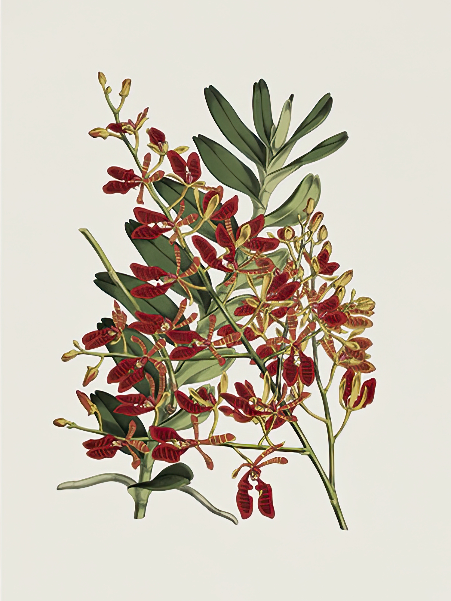 Renanthera Coccinea