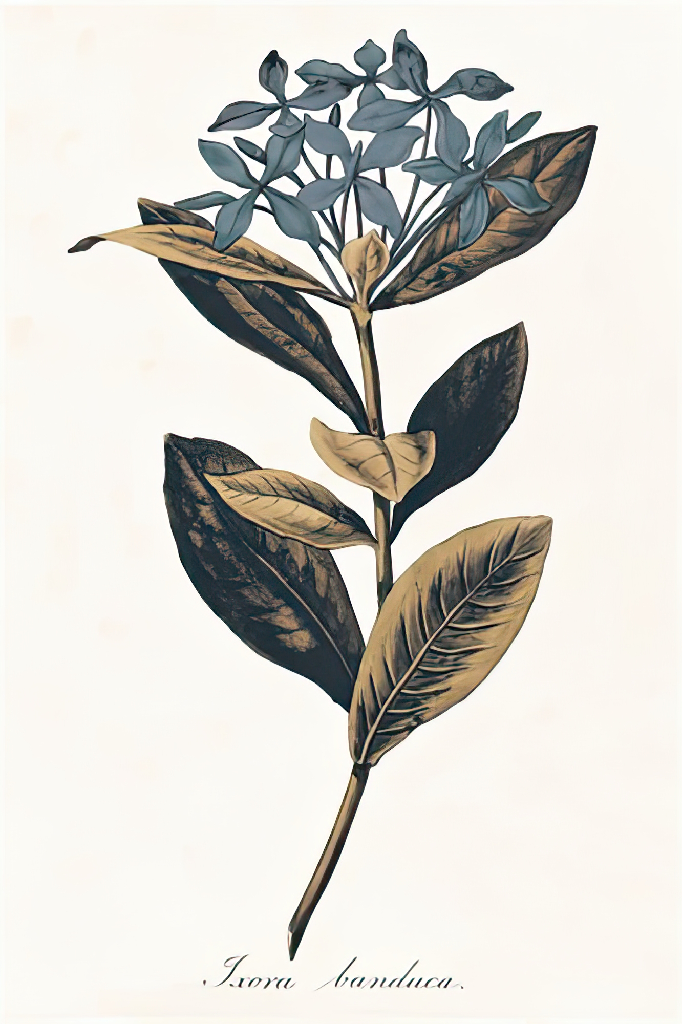 Ixora Banduca - Golden