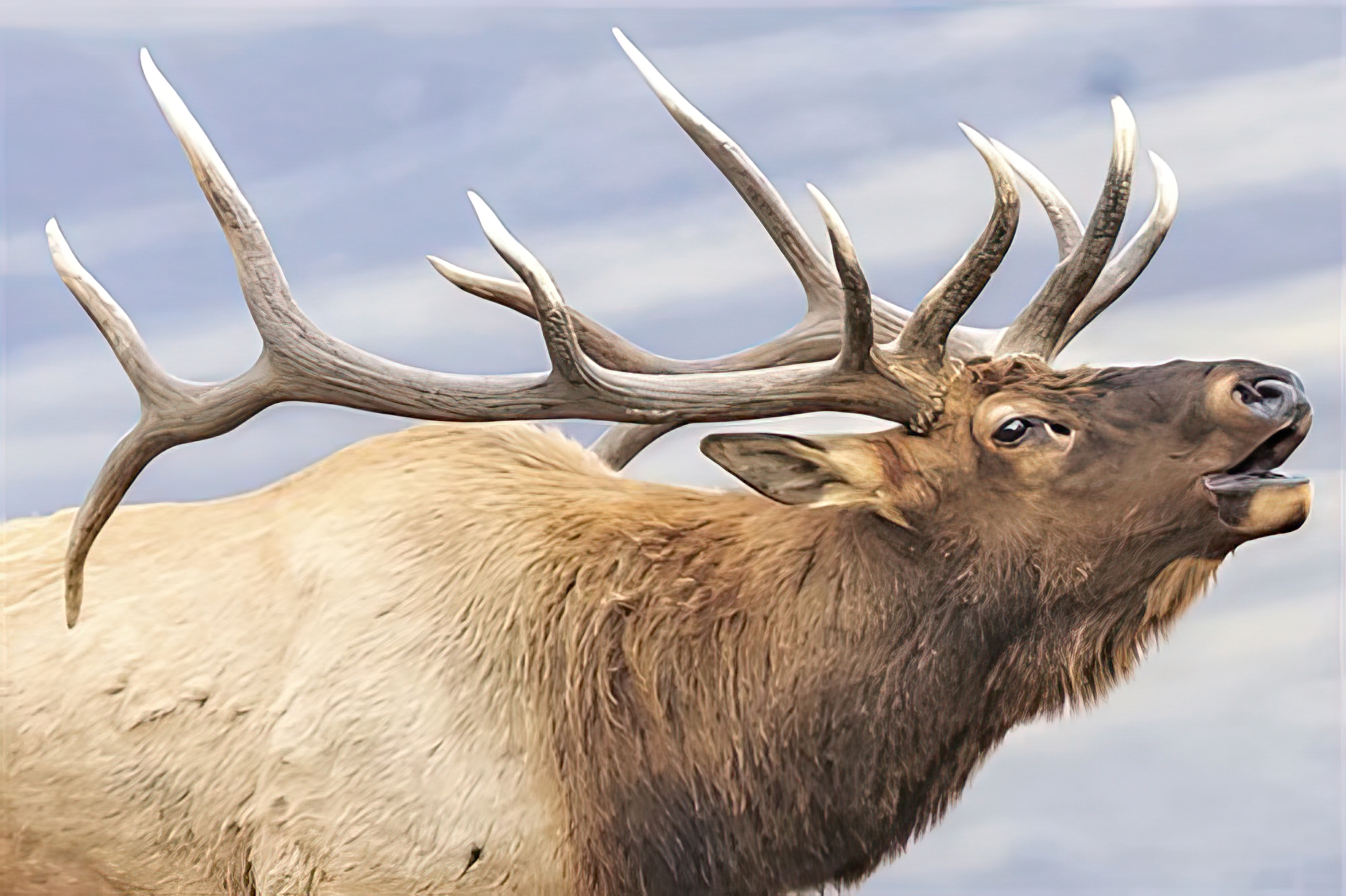 Bugling Elk