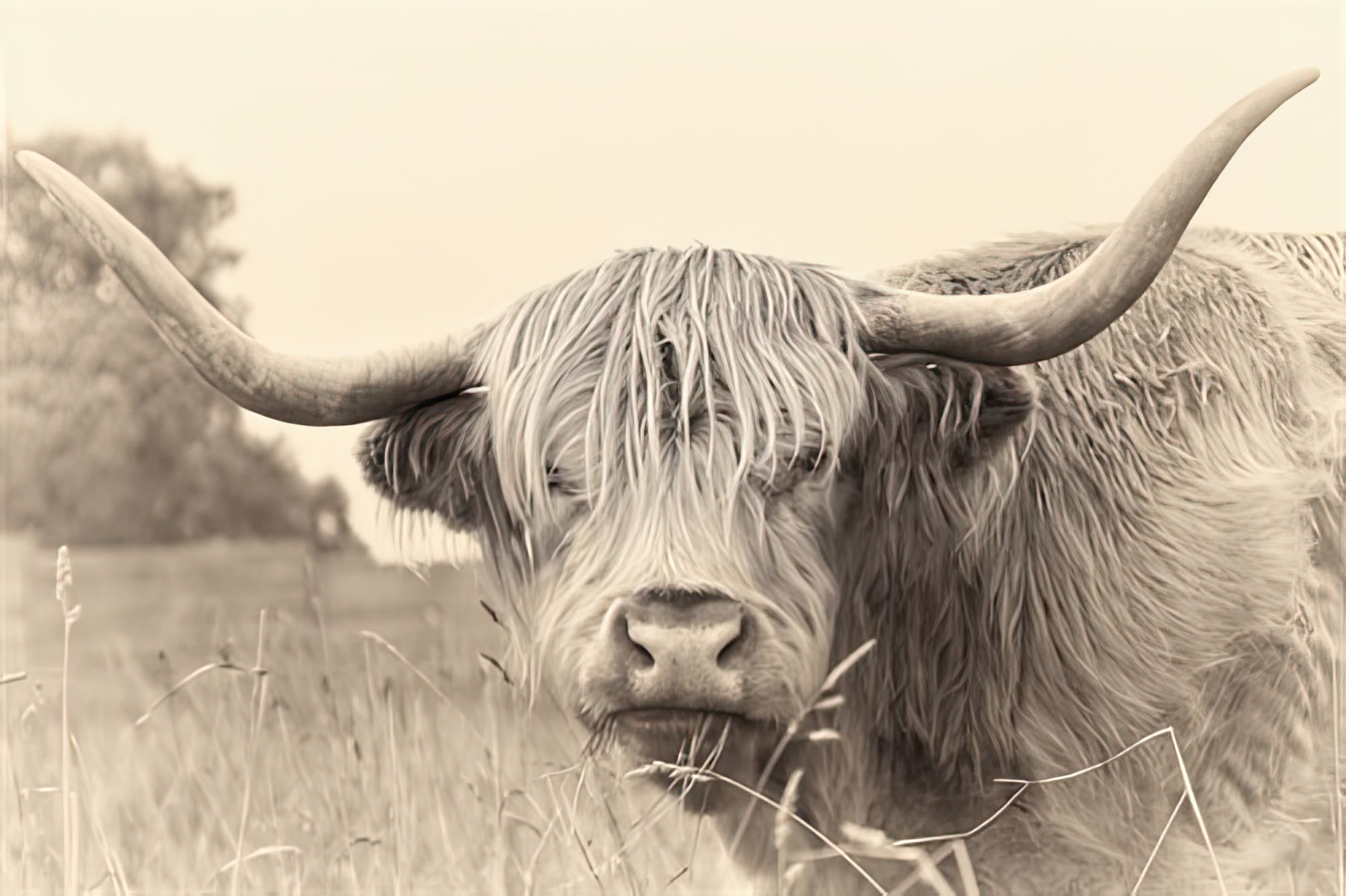 Rustic Highland