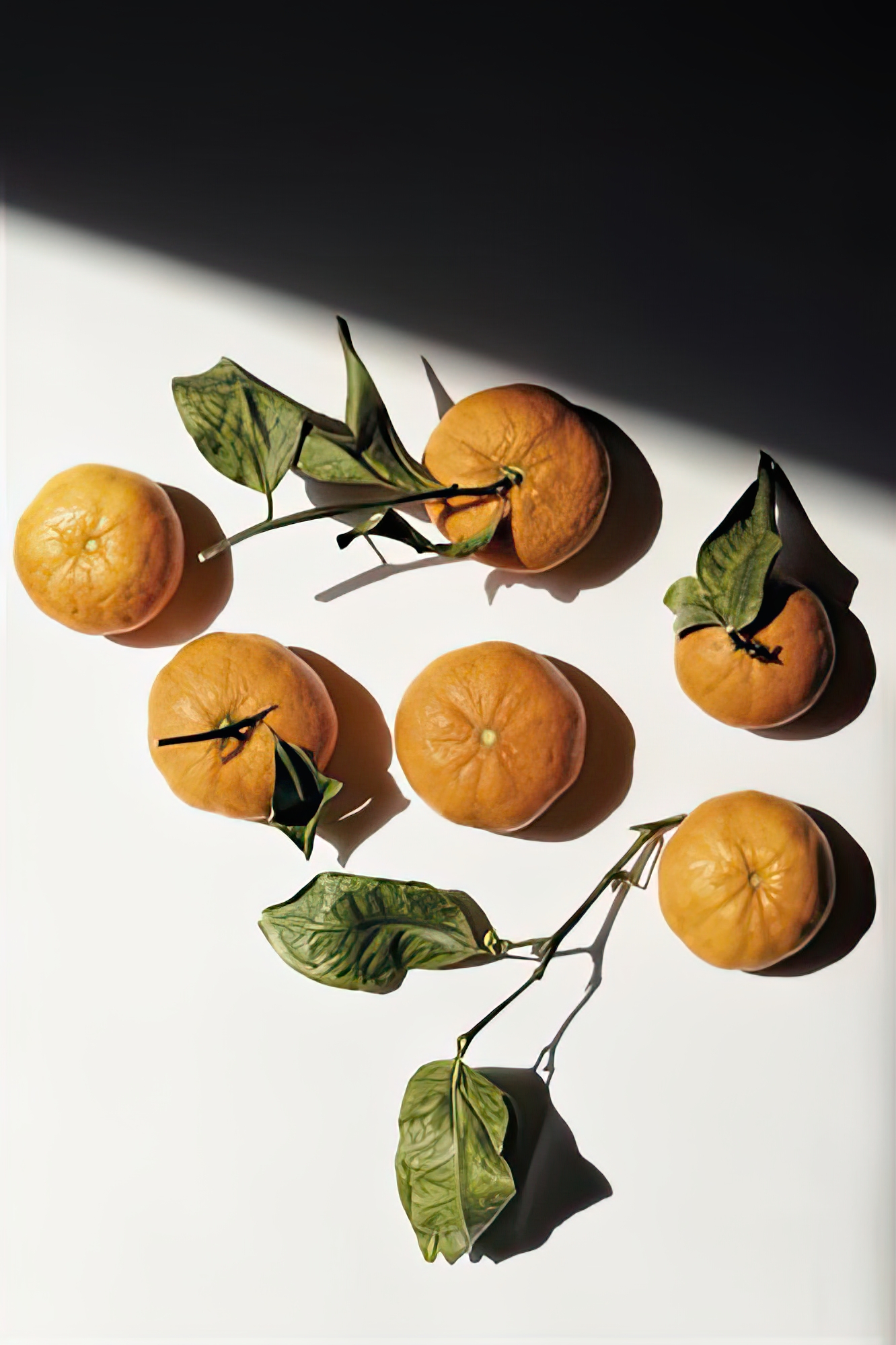 Citrus Still - Collection