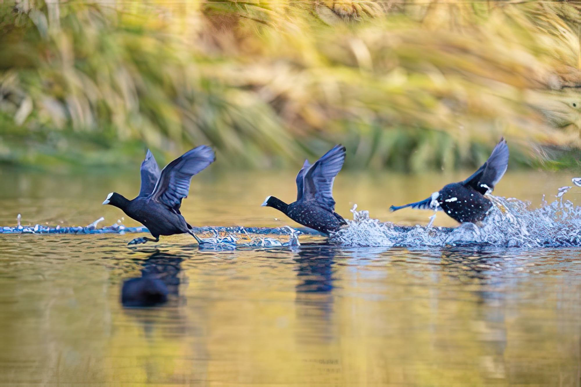 Trio Take Off