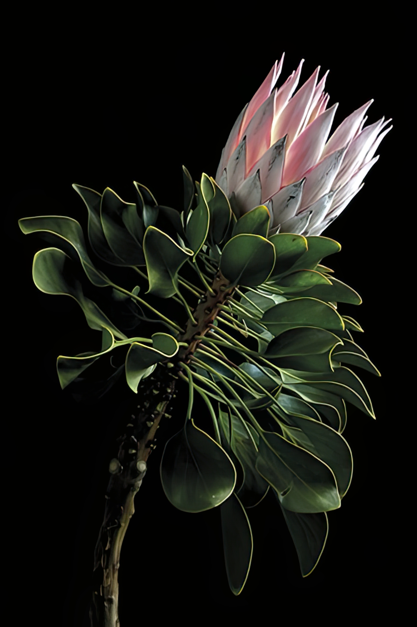 King for a Day - King Protea