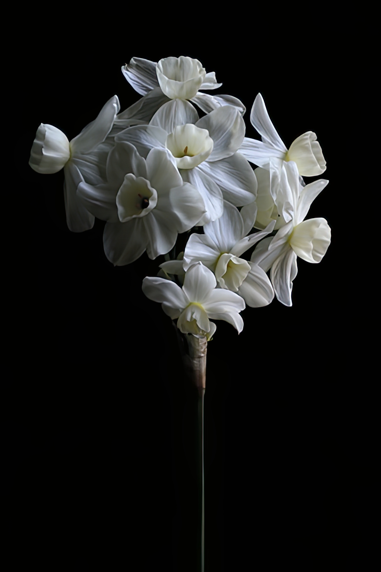 Jonquil