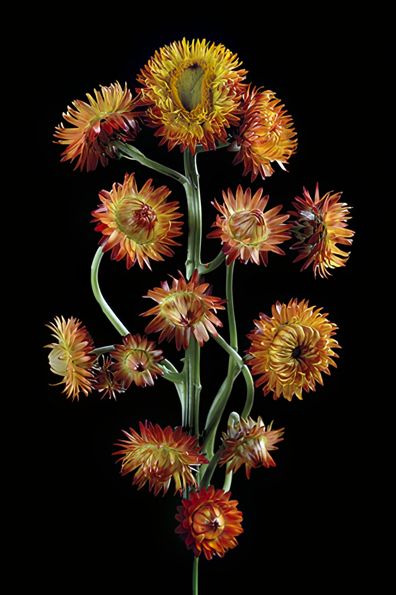 Orange Paper Daisies