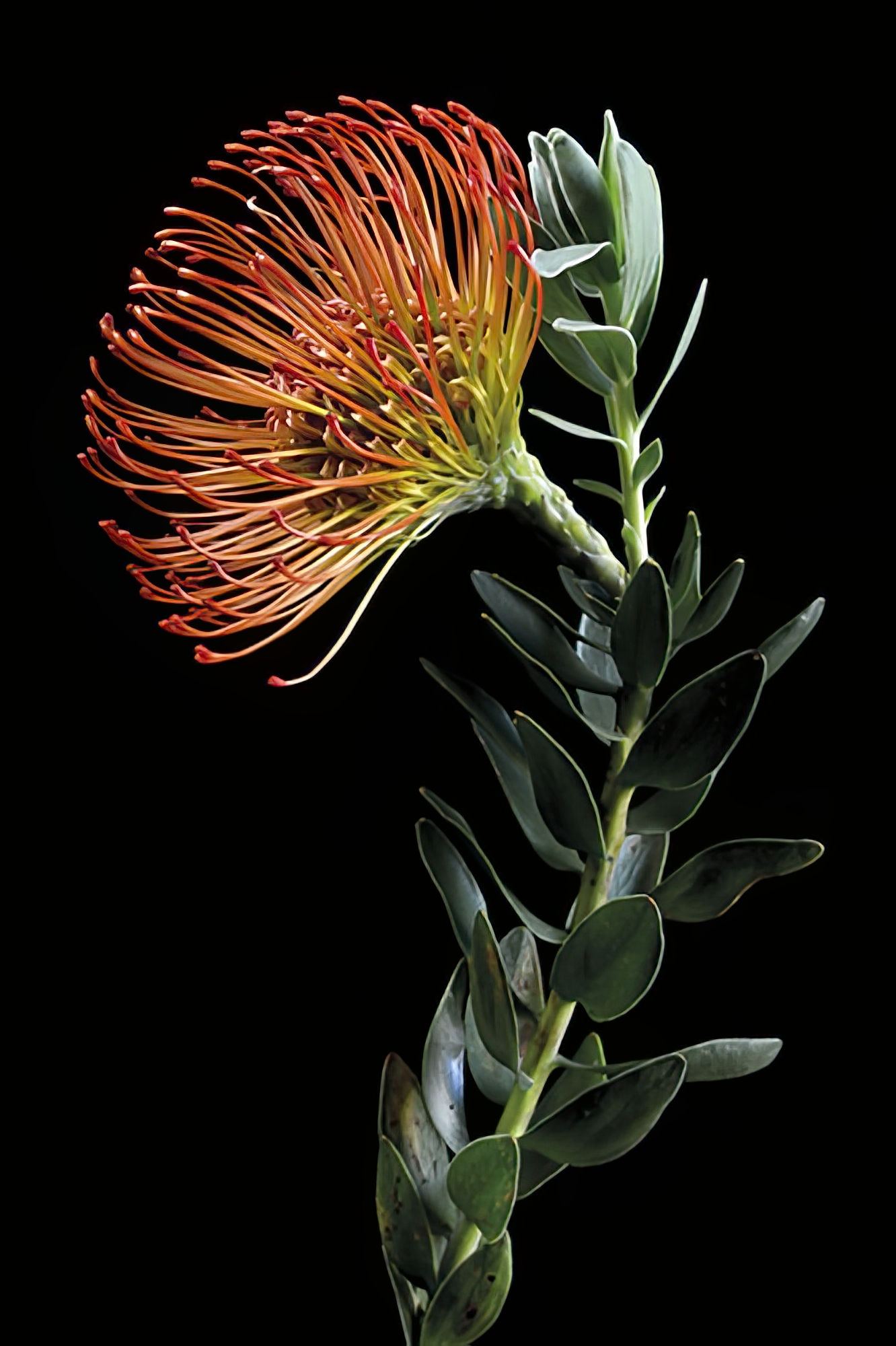 Leucospermum - Protea Wildflower