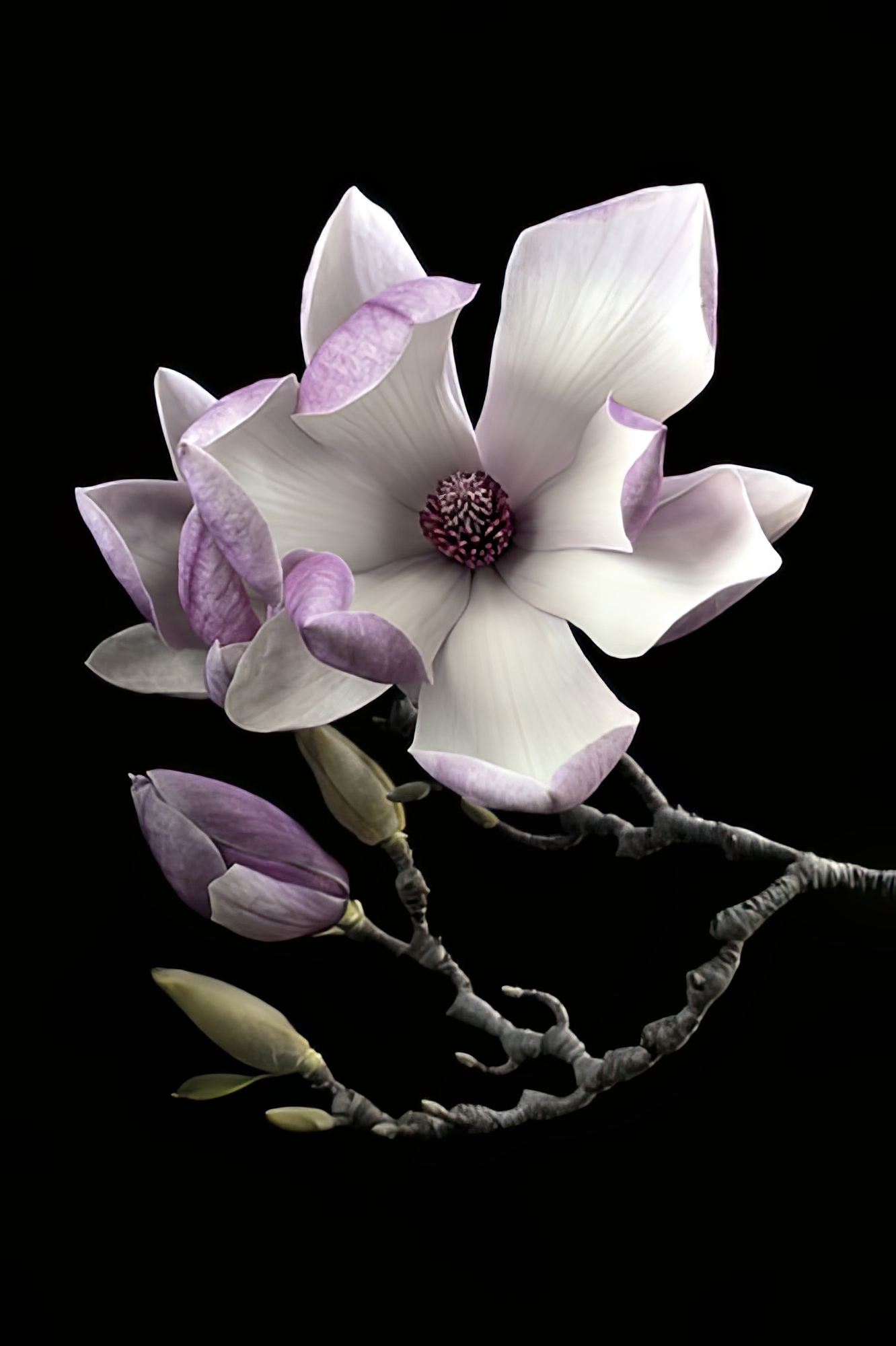 Magnolias
