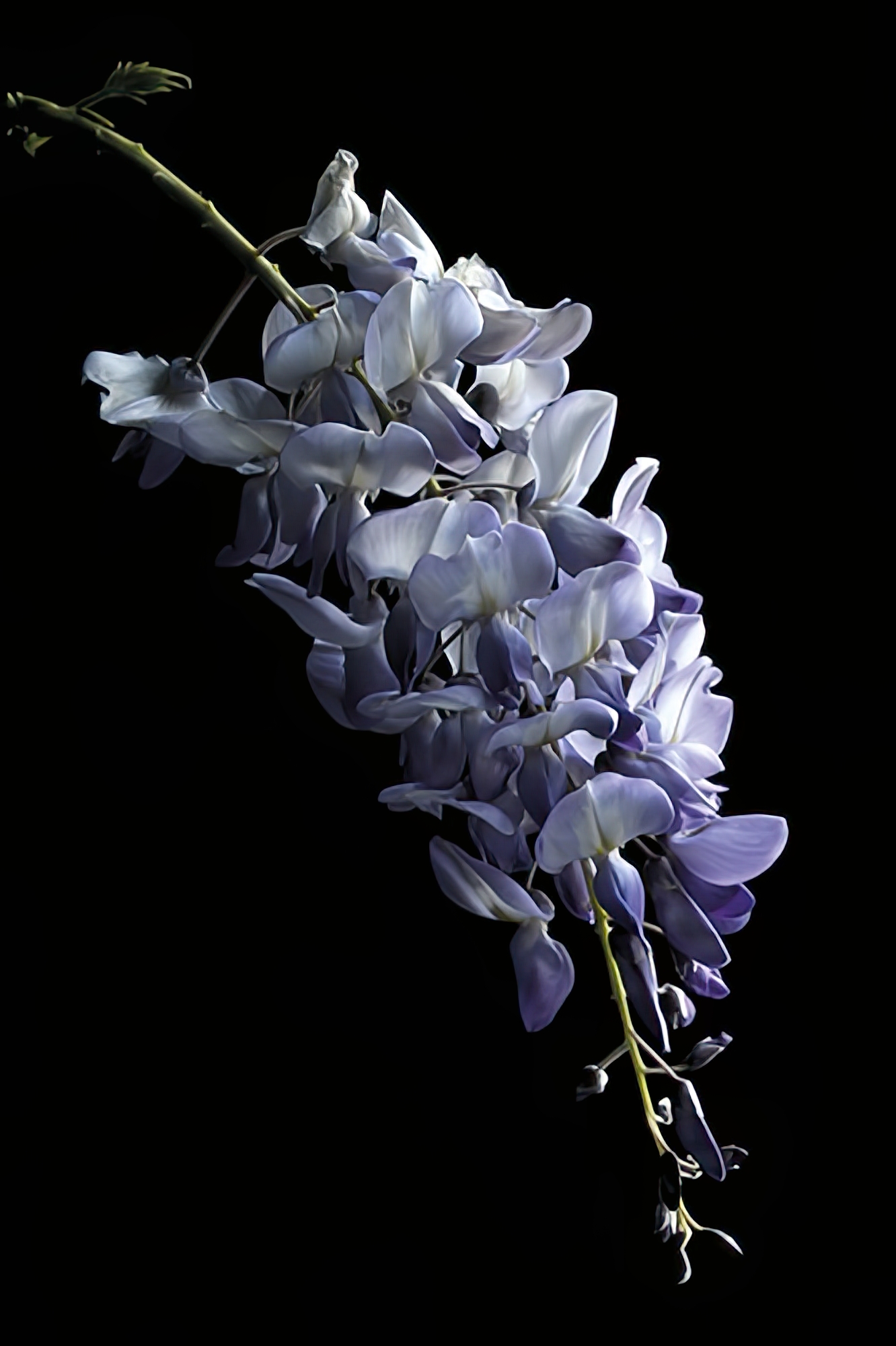 Wisteria