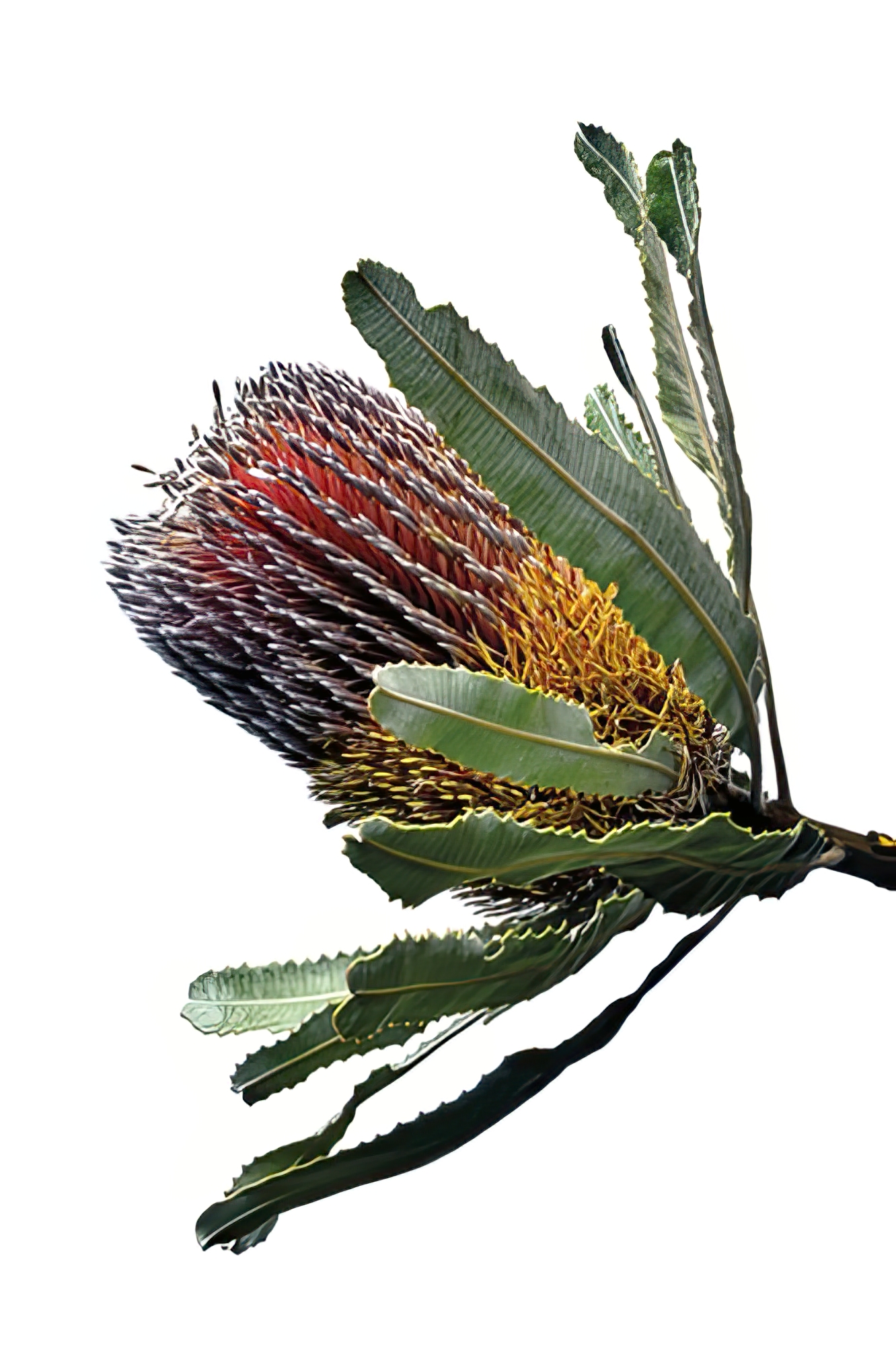 Banksia Menziesii