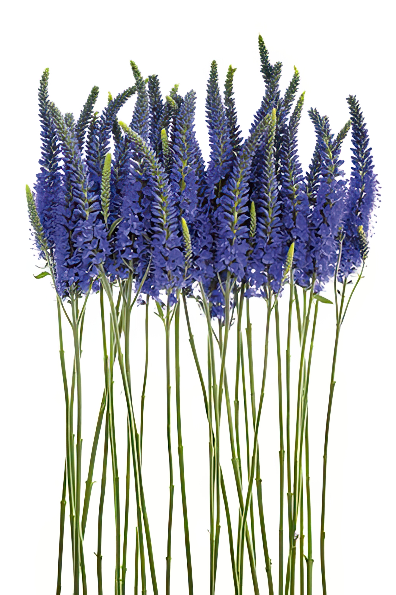 Blue Speedwell