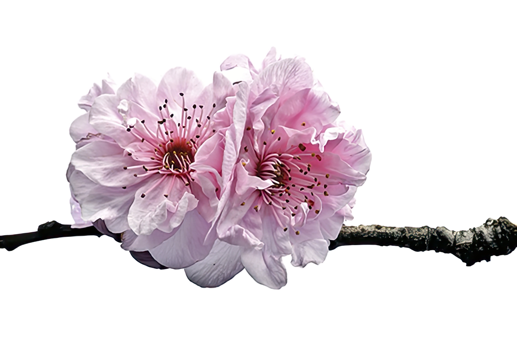 Two Cherry Blossoms