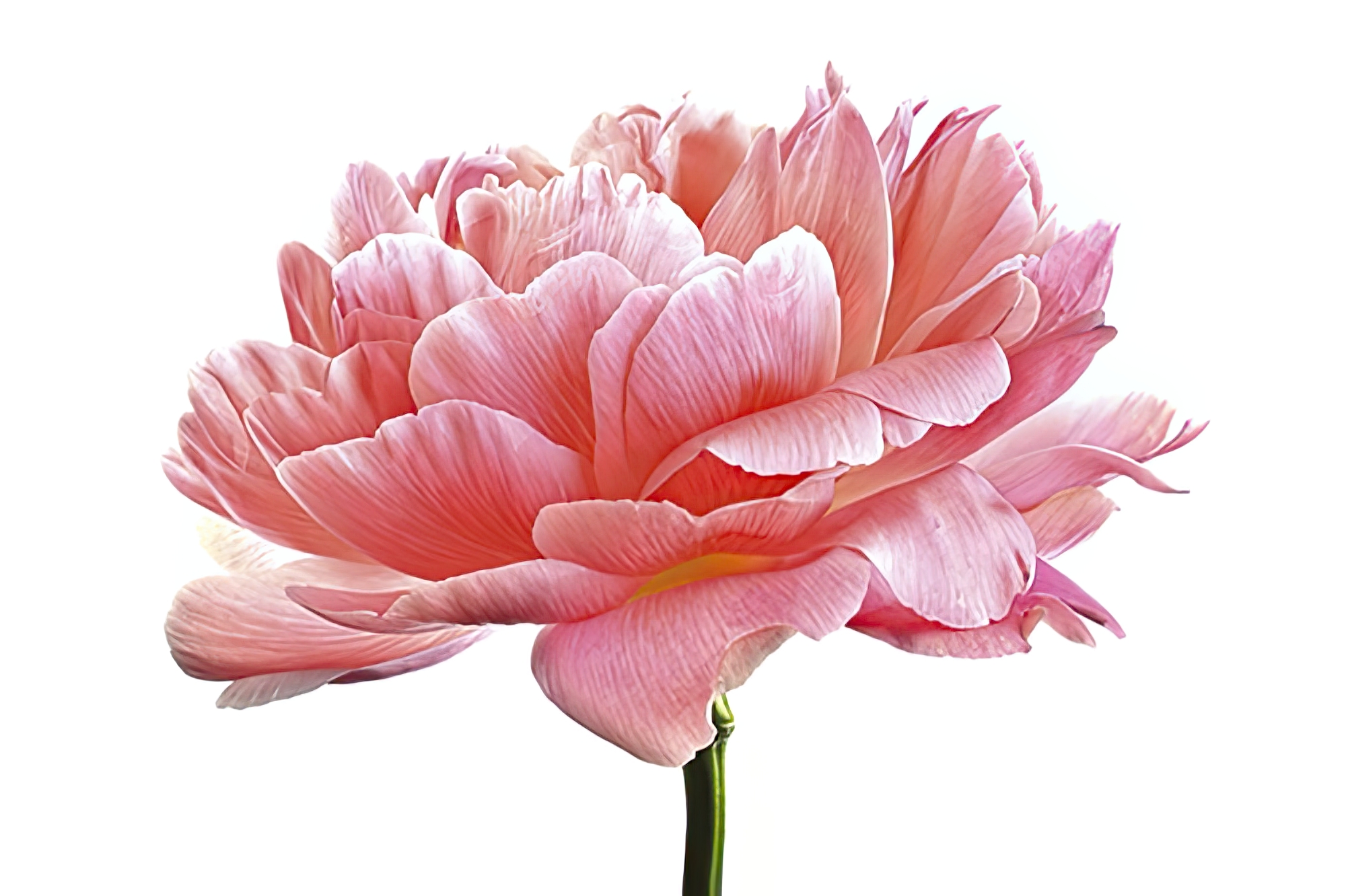 Pink Peony