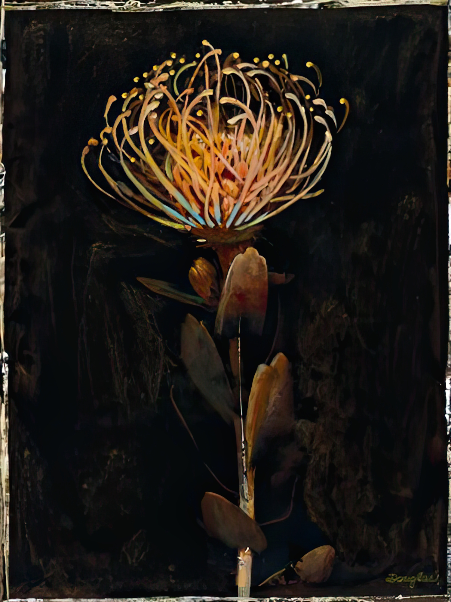 Floral Negative I