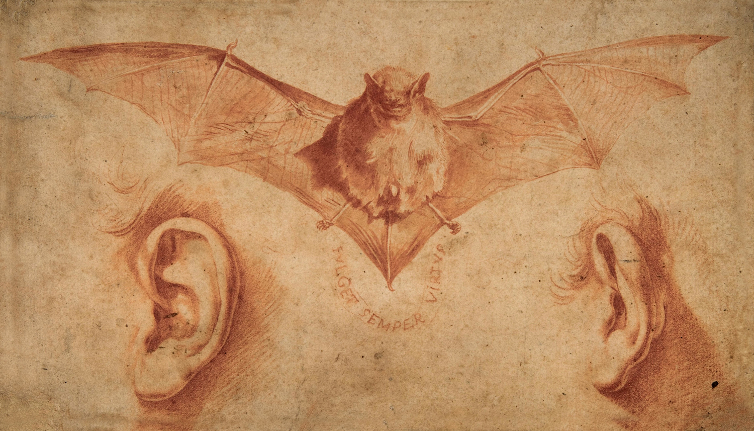 Study of a Bat and Ears, c. 1622