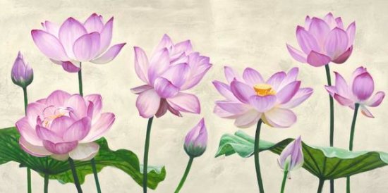 Lotus Flowers