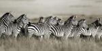Grants Zebra Masai Mara Kenya