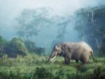 African Elephant Ngorongoro Crater Tanzania 1  Just Wall Decor African Elephant Ngorongoro Crater Tanzania