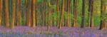 Beech Forest with Bluebells Hampshire England