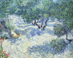 Olive Orchard