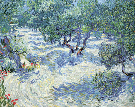 Olive Orchard