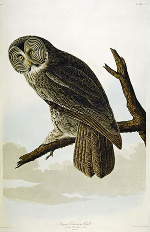 Great Cinereous Owl