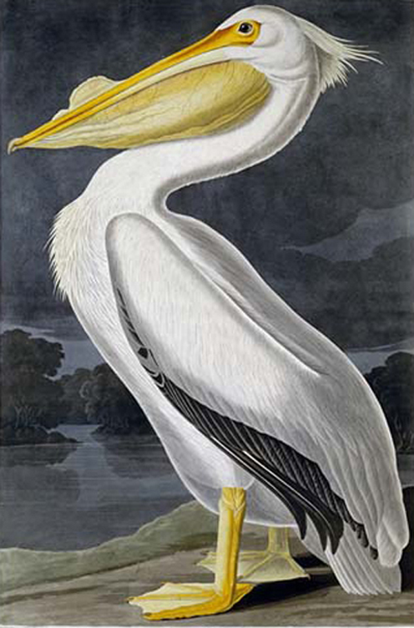American White Pelican