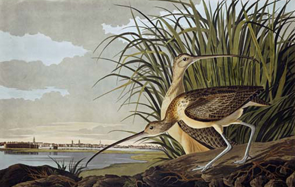 Male and Female Long Billed Curlew