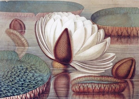 The Great Water Lily of America (Opening Flower)