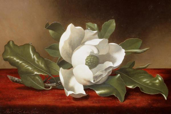 Magnolia