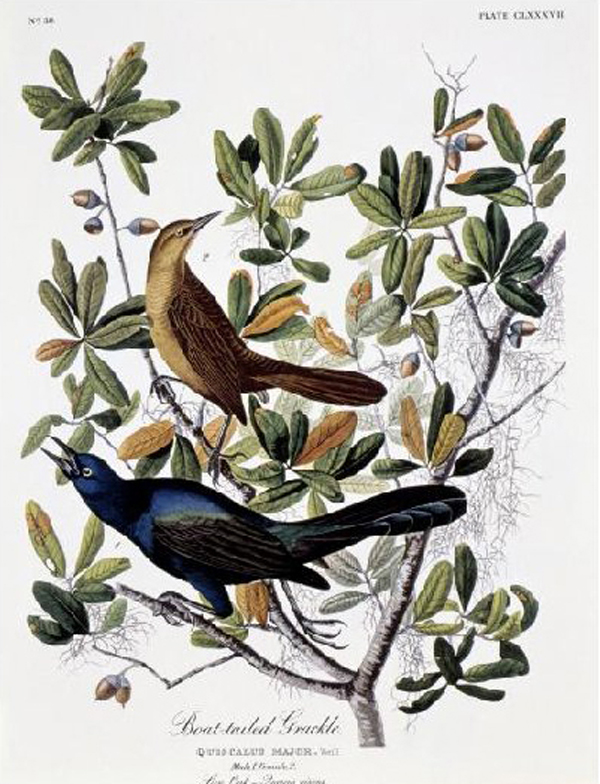 Boat Tailed Grackle - Male and Female