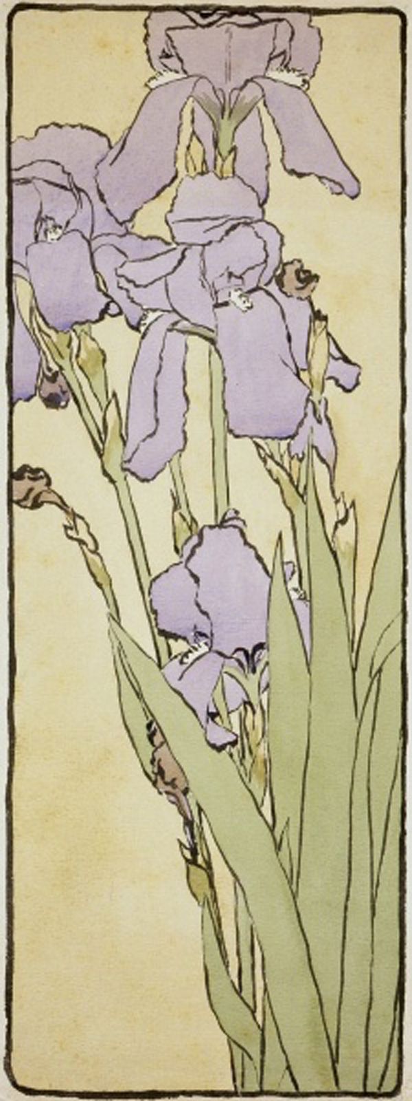 Iris