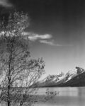 View of Mountains with Tree in Foreground Grand Teton National Park Wyoming 1941 1 Just Wall Decor View of Mountains with Tree in Foreground Grand Teton National Park Wyoming 1941