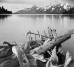 Driftwood on Shore of Jackson Lake with Teton Range in background Grand Teton National Park Wyoming 1941 1 Just Wall Decor Driftwood on Shore of Jackson Lake with Teton Range in background Grand Teton National Park Wyoming 1941