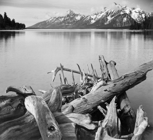Driftwood on Shore of Jackson Lake, with Teton Range in background, Grand Teton National Park, Wyoming, 1941