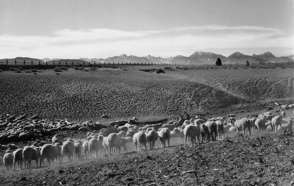 Flock in Owens Valley, California, 1941