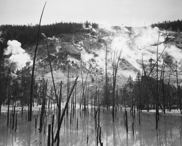 Barren Trunks in Water near Steam Rising from Mountains, Roaring Mountain, Yellowstone National Park, Wyoming,