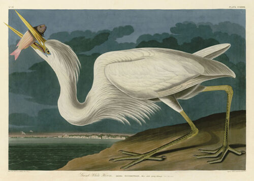 Great White Heron