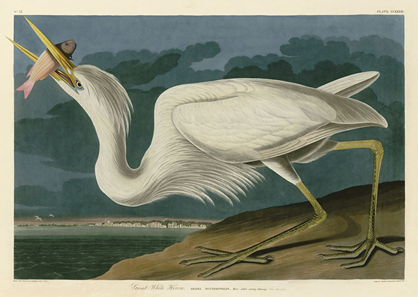 Great White Heron