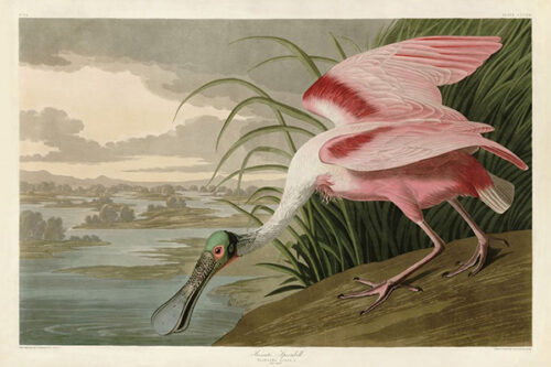 Roseate Spoonbill
