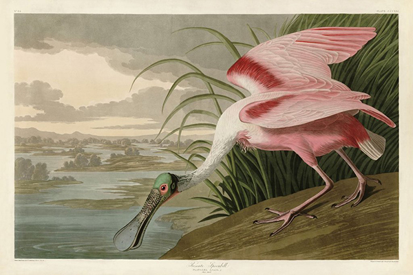 Roseate Spoonbill
