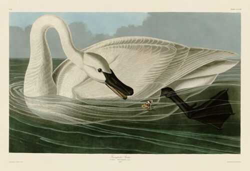 Trumpeter Swan 1 Just Wall Decor Trumpeter Swan