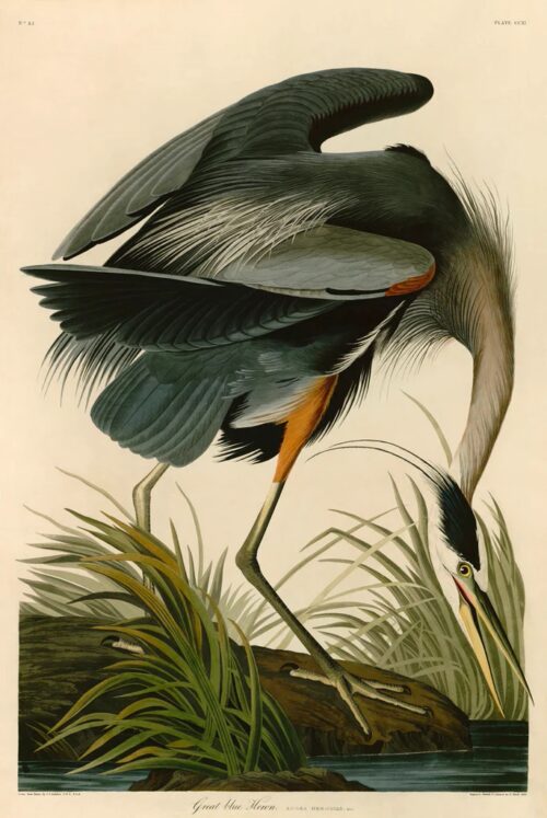 Great Blue Heron