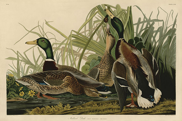 Mallard Duck