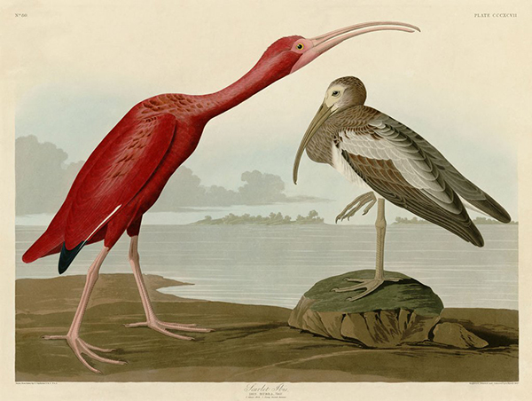 Scarlet Ibis