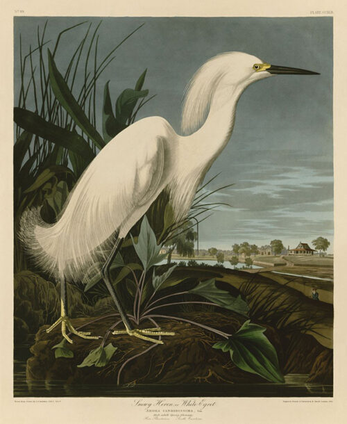 Snowy Heron or White Egret 1 Just Wall Decor Snowy Heron or White Egret