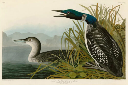 Great Northern Diver or Loon 1 Just Wall Decor Great Northern Diver or Loon