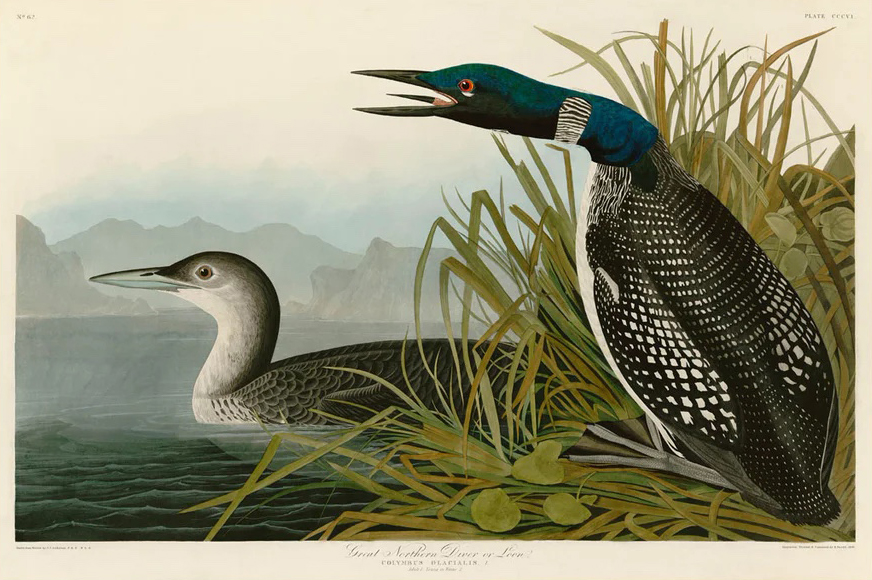 Great Northern Diver or Loon