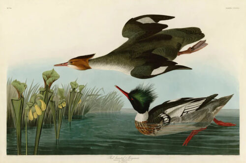 Red Breaster Merganser